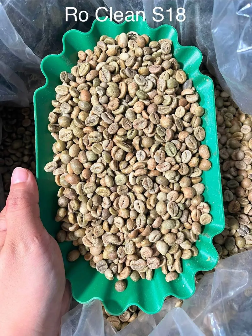 Вьетнамская Robusta оптом — прямые поставки от производителя ☕