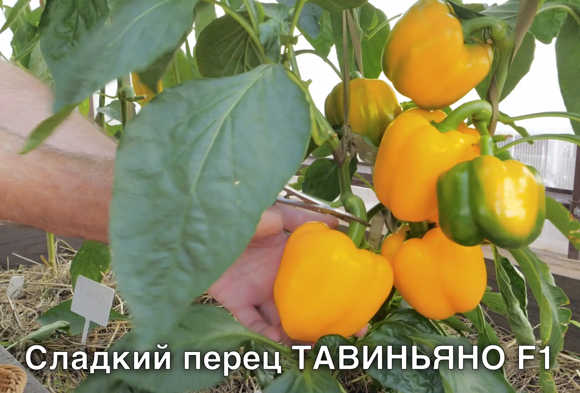 Любимые сладкие перцы разных производителей 🫑  Делюсь с вами своим списком сладкого перца и жду взаи