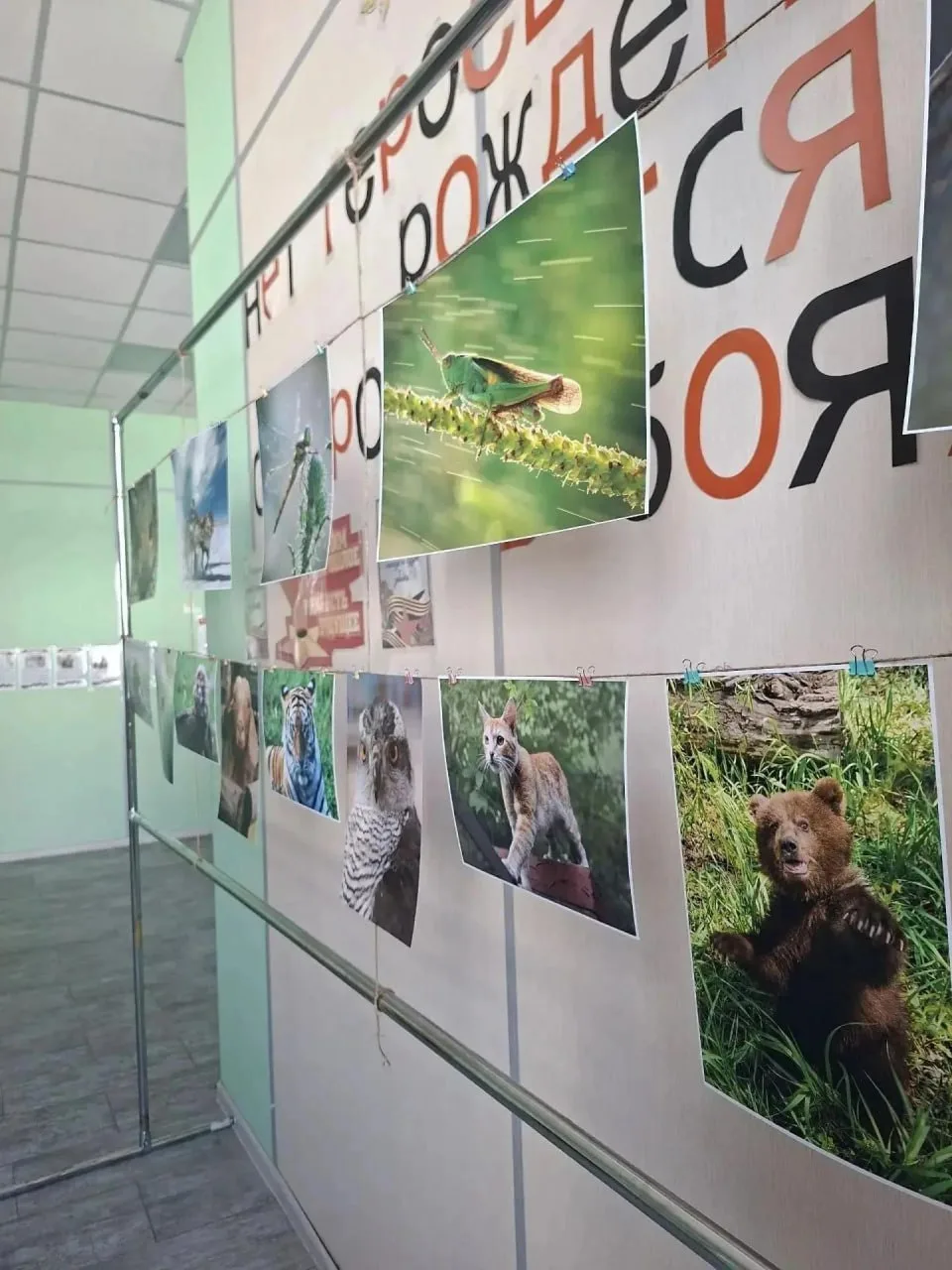 В Мариупоое начала работу передвижная фотовыставка  «УСЫ, ЛАПЫ, ХВОСТ»