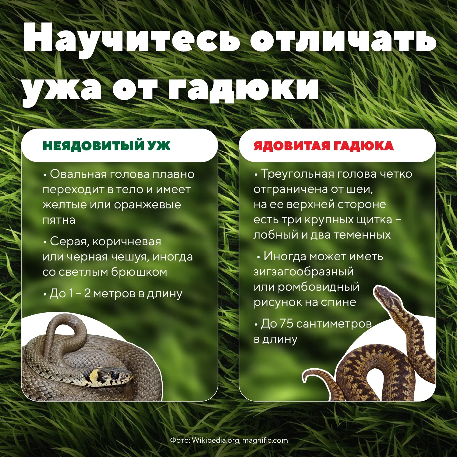🐍  Что делать, если укусила змея?

В Карелии обитает всего два вида змей: уж и гадюка обыкновенная.