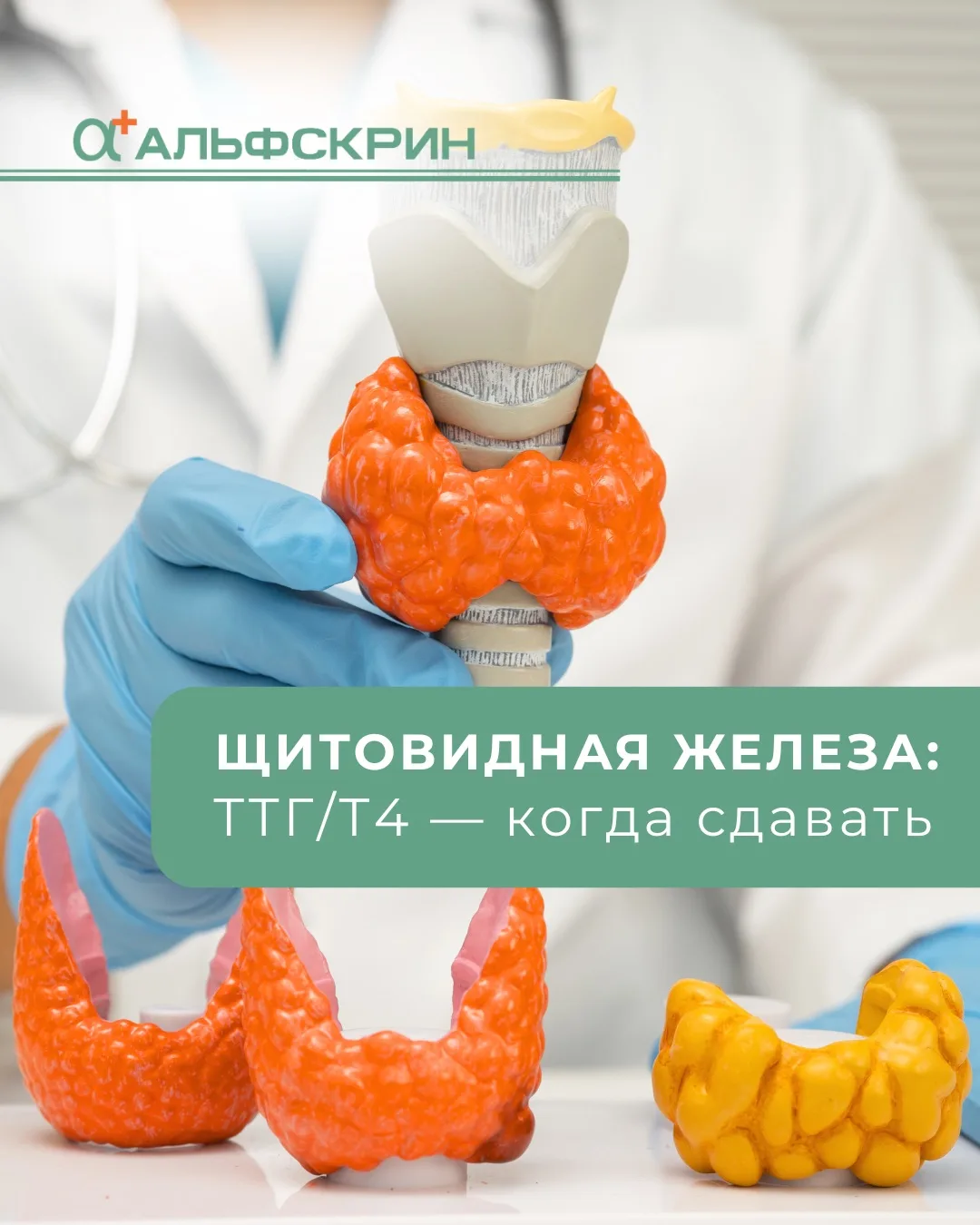 Щитовидная железа — маленький орган, который влияет почти на всё 👀