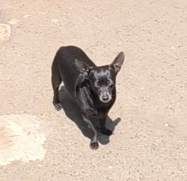 📢‼️ ПРОПАЛА СОБАКА 🐕

Пропала собачка, породы Той- терьер, возраст 8 лет.
ЗОВУТ ФИЛЯ.
Приметы: вес