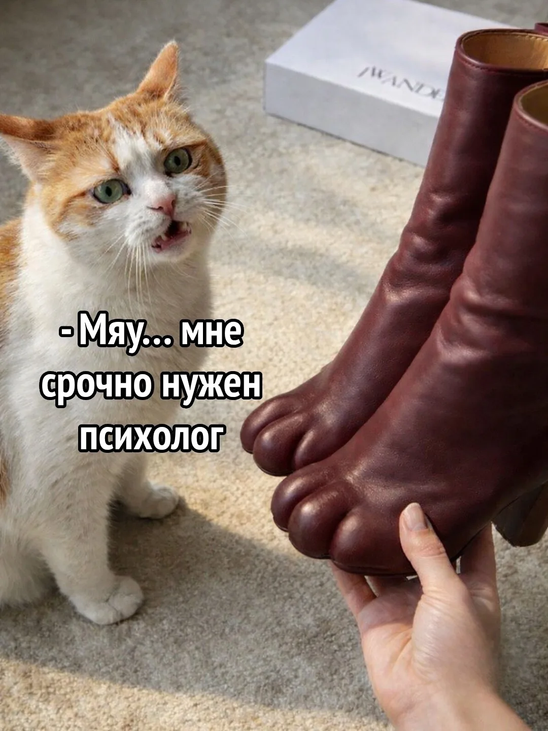Хoзяйка принесла домой новую покупку и поставила коробку на пол. Кошка, по привычке, ср...
