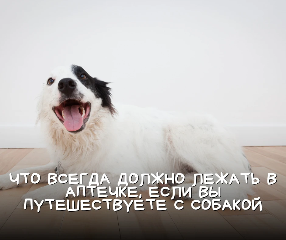 Что всегда должно лежать в аптечке, если вы путешествуете с собакой