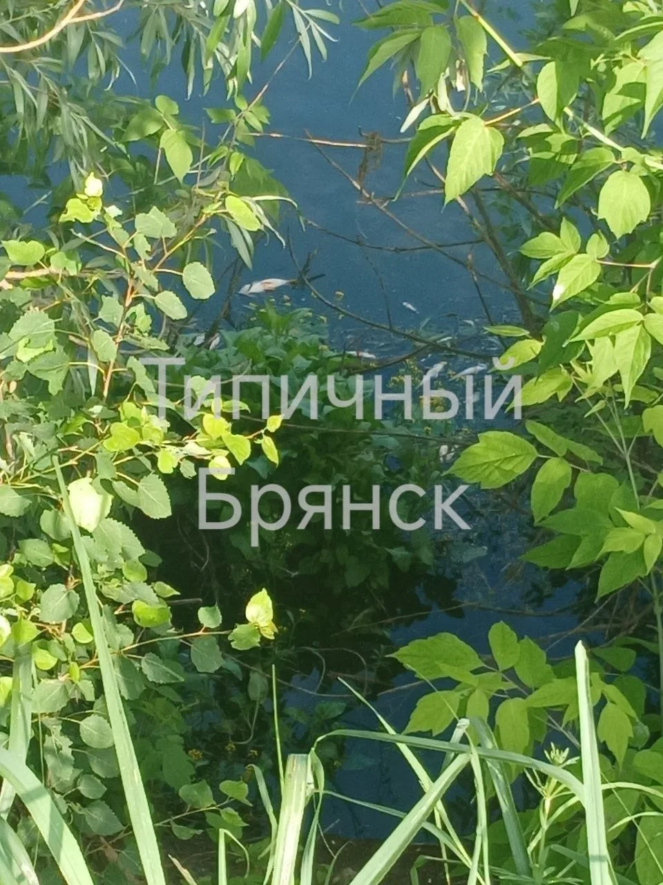 На реке Десна массово гибнет рыба!