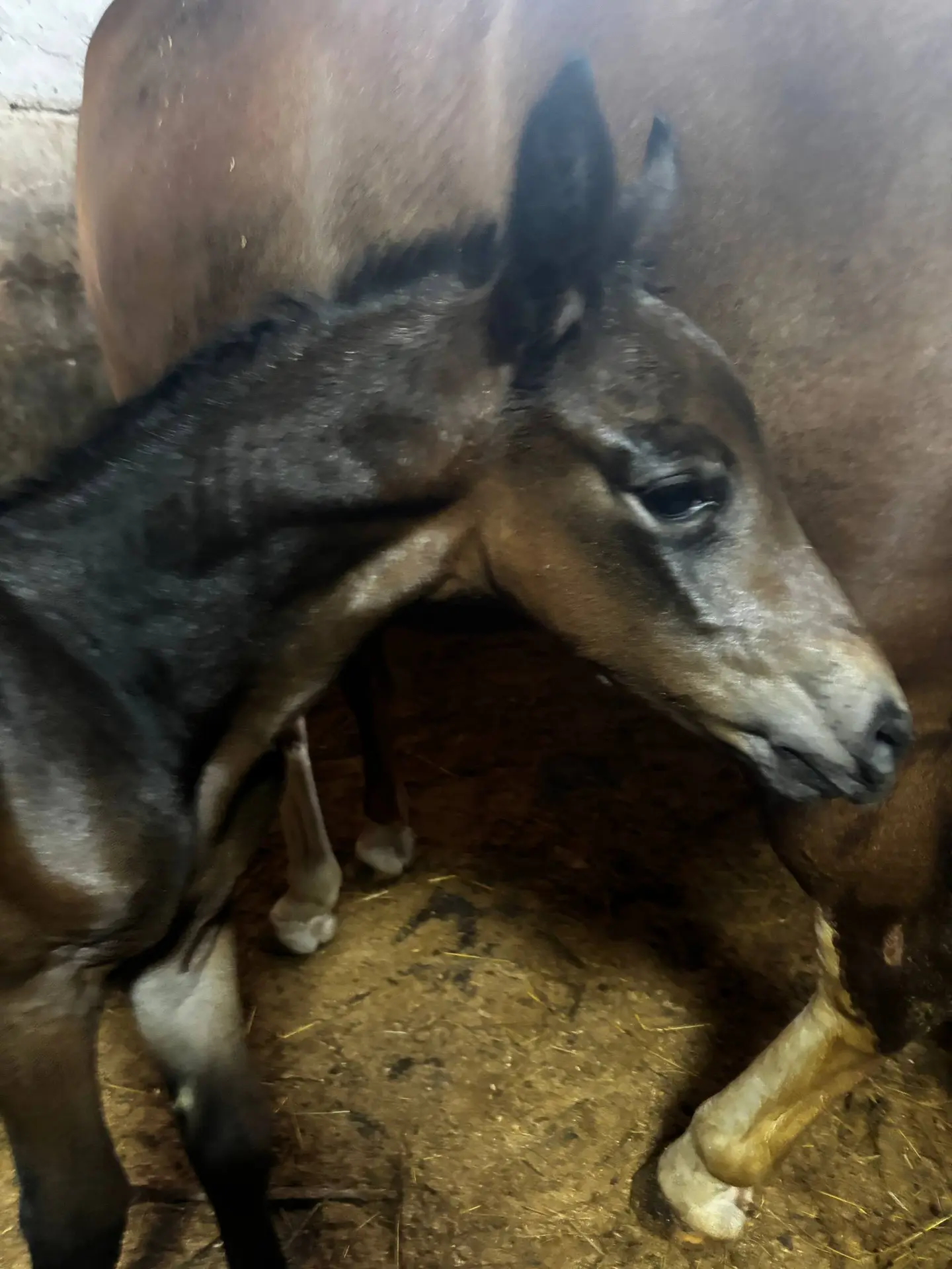 У нас пополнение,знакомьтесь малышка Мотивация❤️🐴