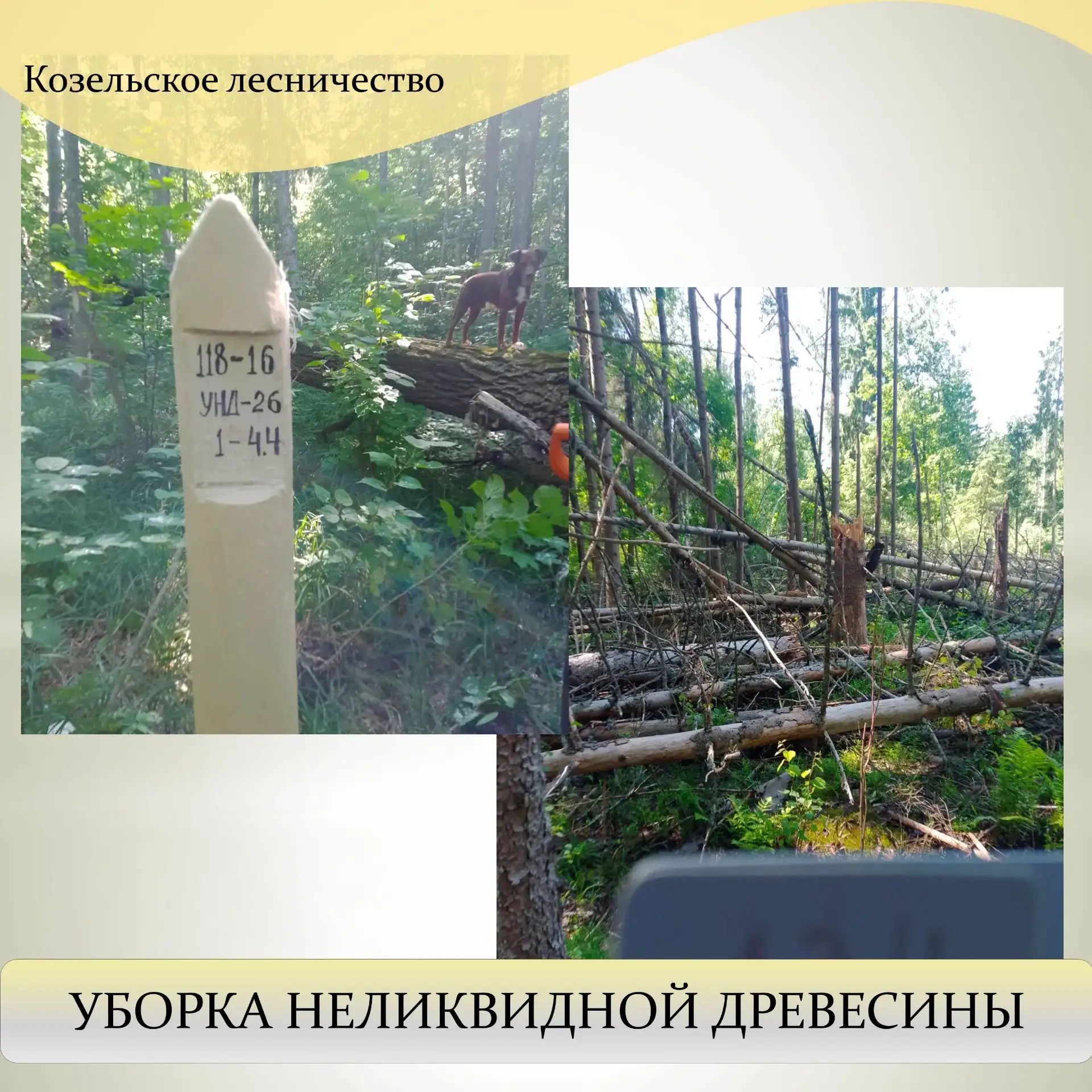 🌲Лес тоже нуждается в «генеральной уборке»!