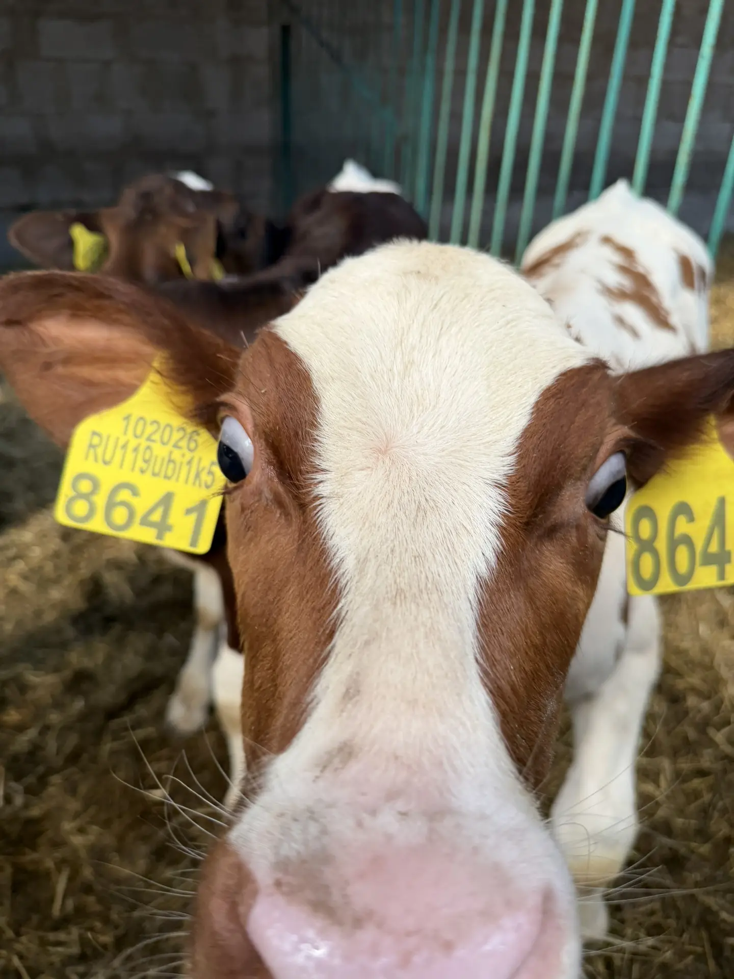 На нашей ферме пополнение! 🐮✨