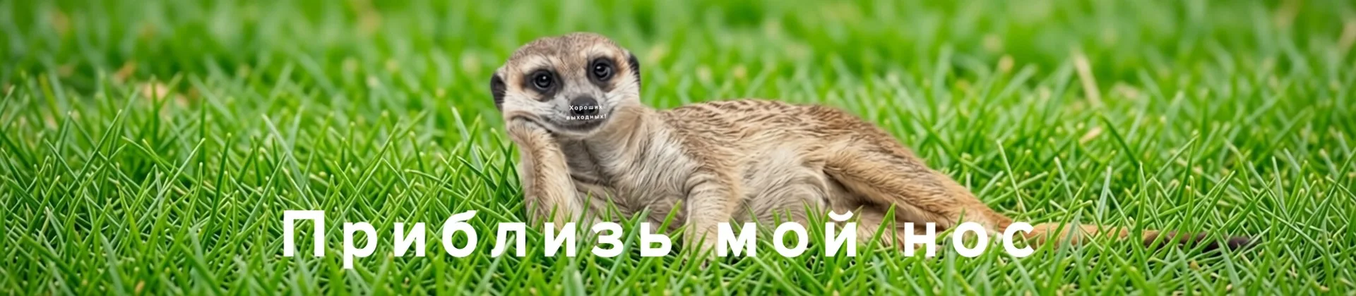 Наш финансово грамотный сурикат хотел вам кое-что сказать в эту субботу😊

🫶Ищите послание у него н
