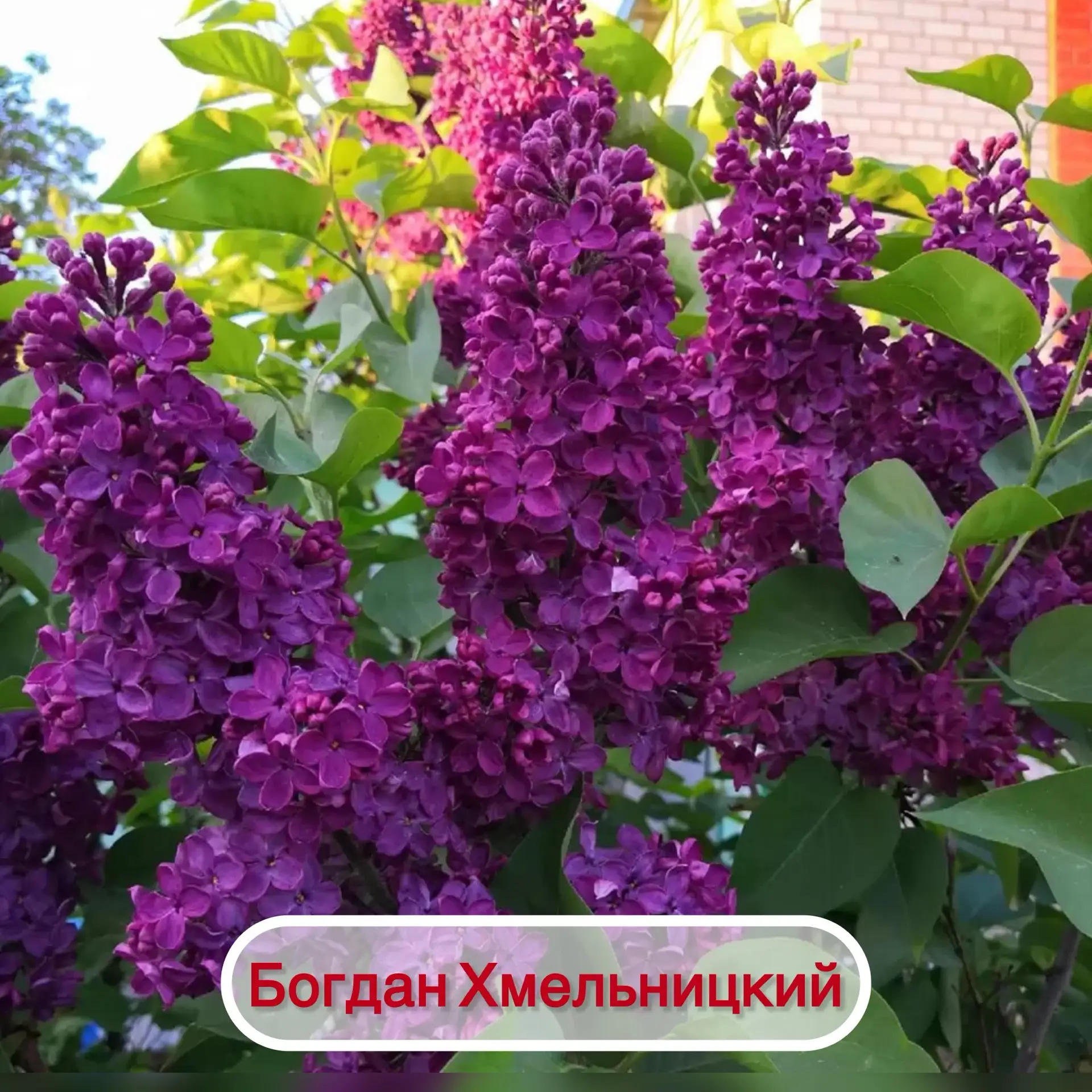 🌸 Совсем скоро зацветёт наша сирень!