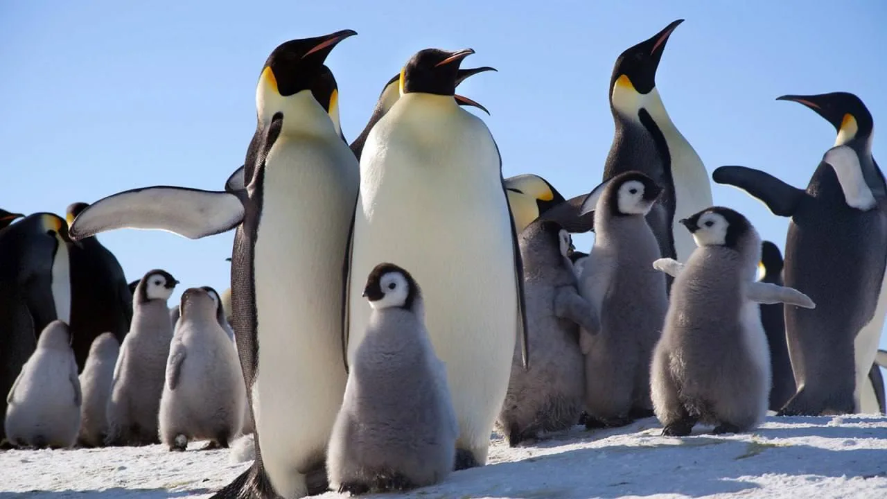 🐧Императорские пингвины могут задерживать дыхание на 20 минут
Императорские пингвины являются одним