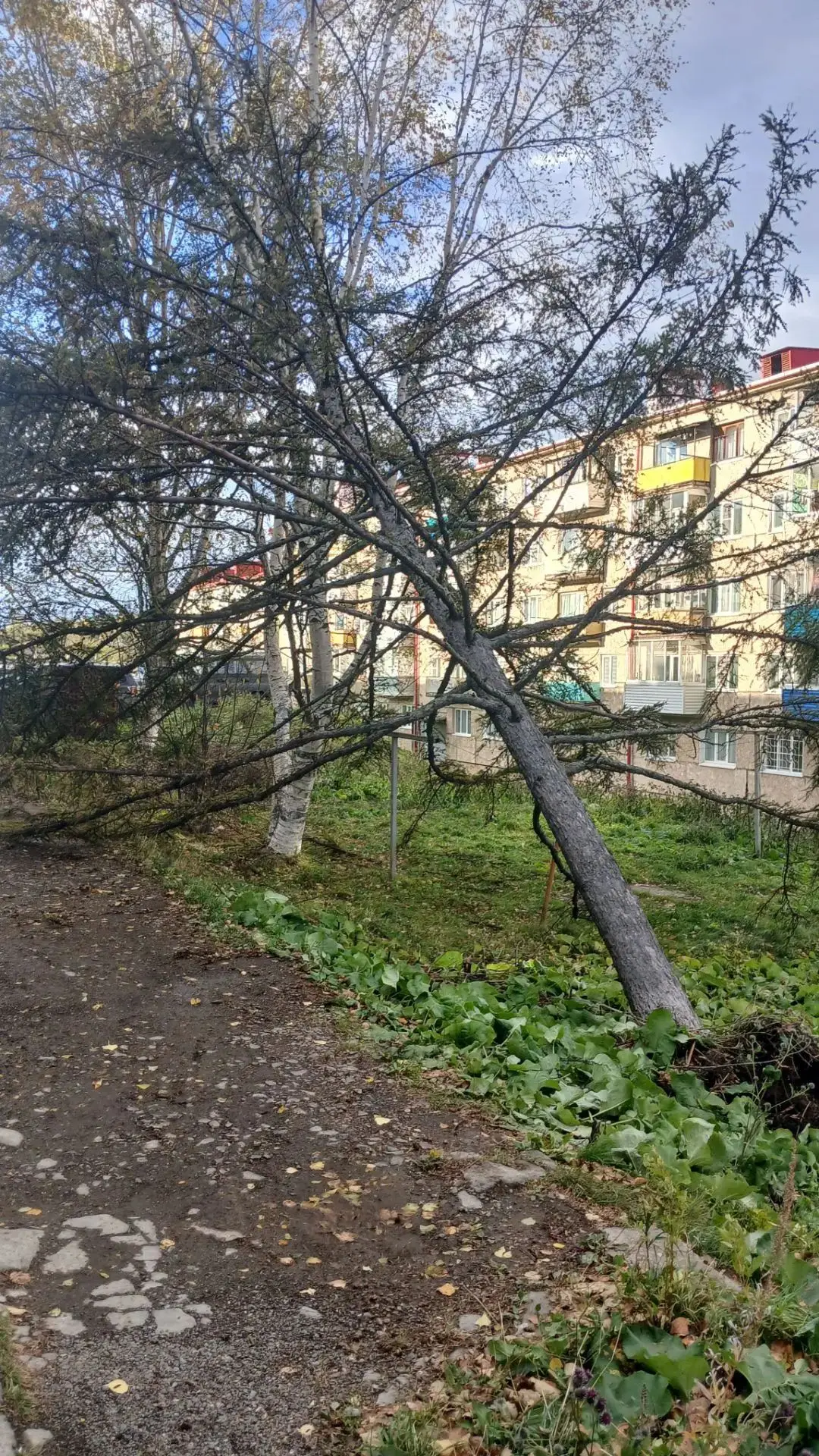 Участки расчищены