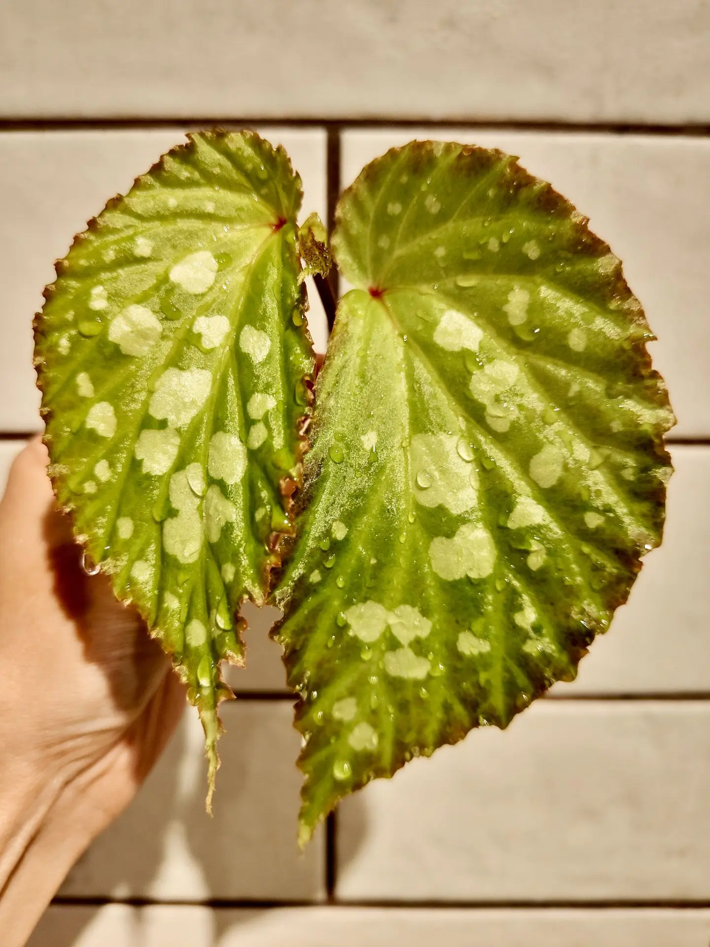 Бегония Mantuk (Мантук)