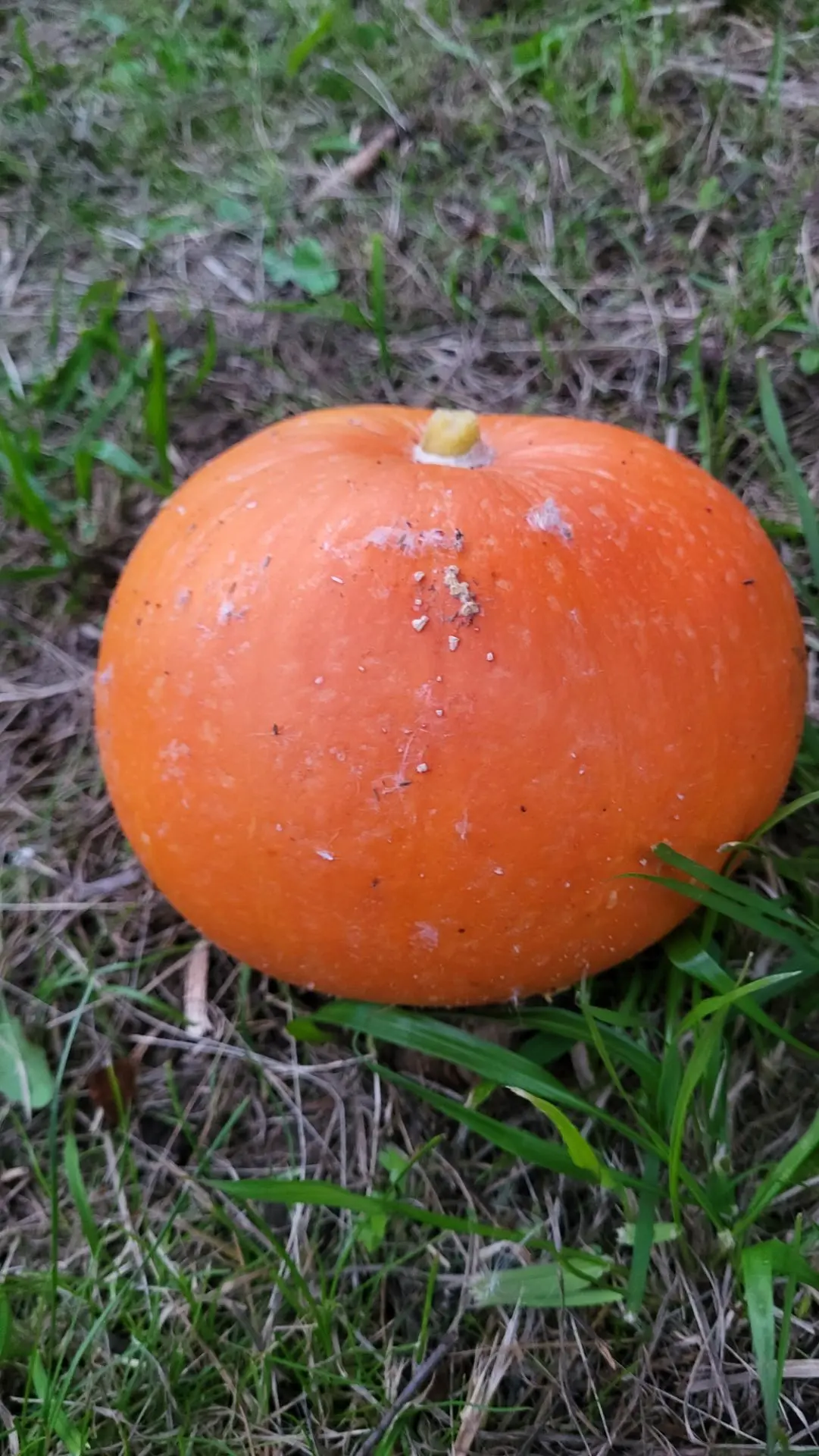 Сняла тыквы🎃