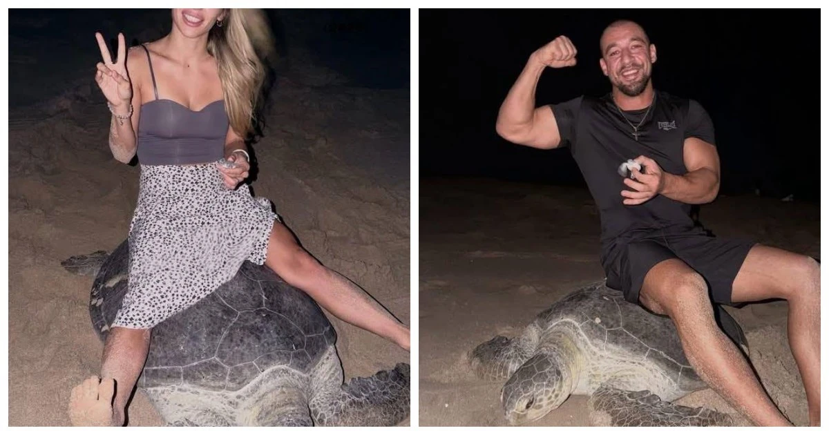 🐢 Туристы оседлали морскую черепаху и издевались над вылупившимися черепашками