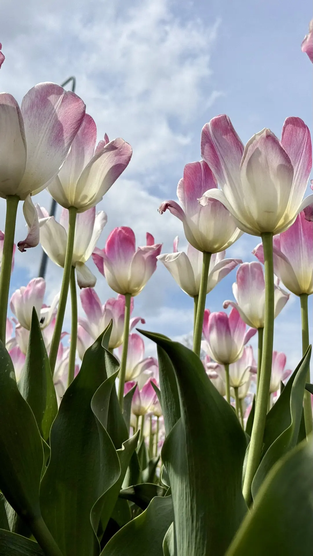 🌷 Прощальный подарок от тюльпанов