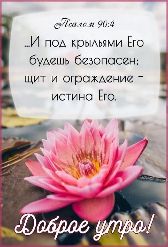 Перьями Своими осенит тебя, и под крыльями Его будешь безопасен; щит и ограждение — ист...