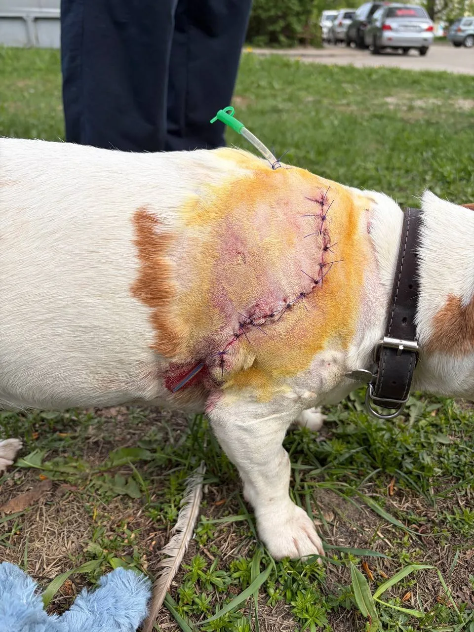 🐕 Агрессивные собаки загрызли питомца в Сормовском парке  В парке двое пьяных мужчин и женщина с дву