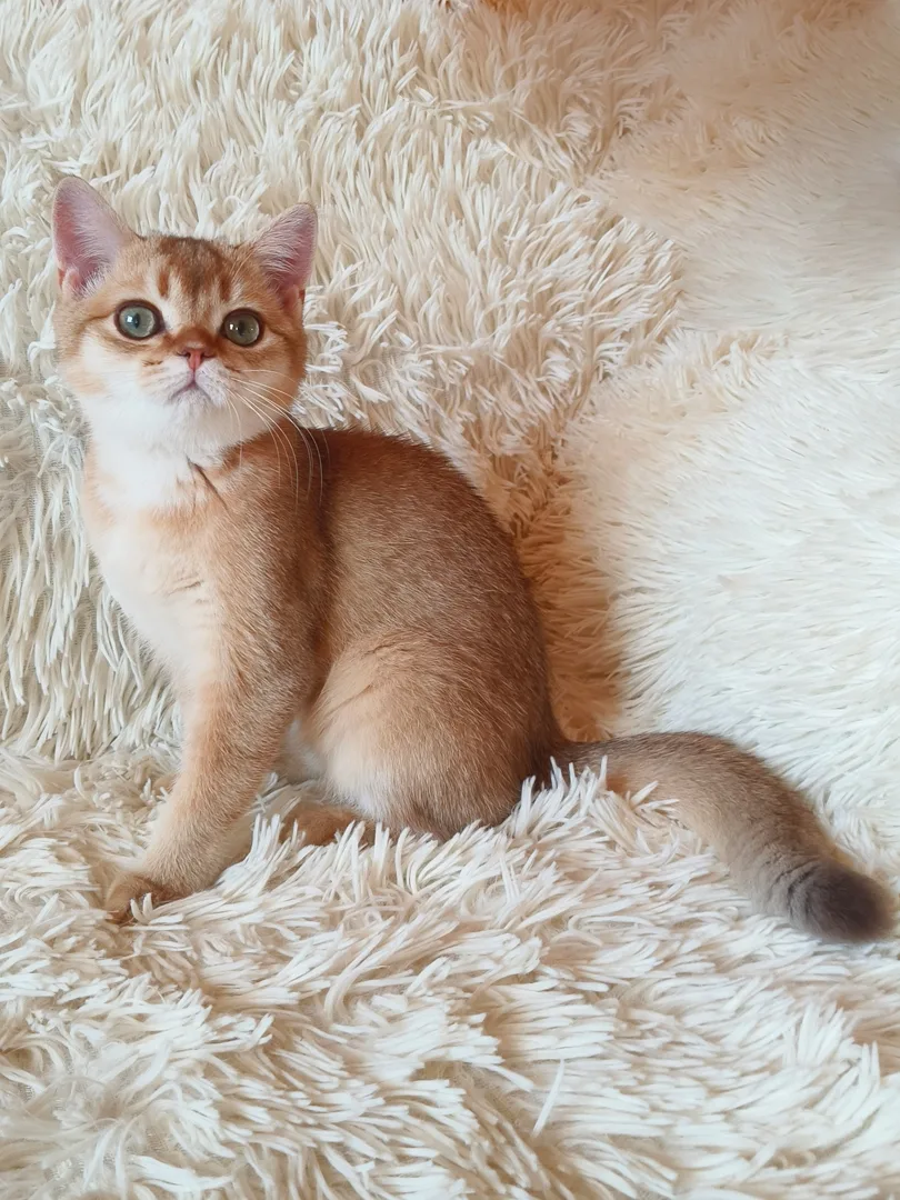 Все свободные котята в питомнике на данный момент.