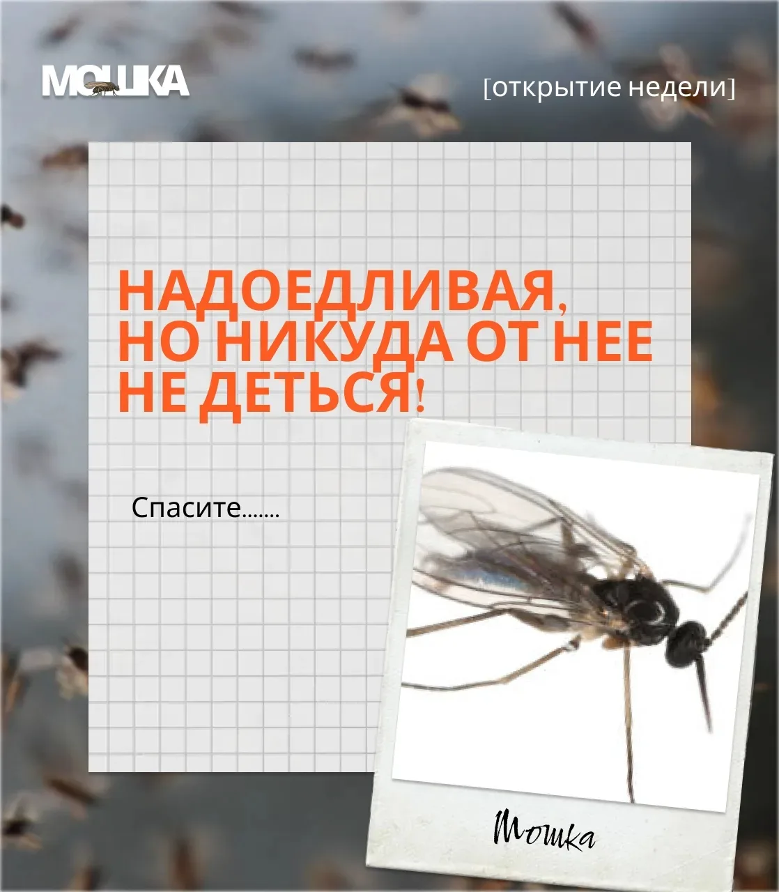 Герой недели: Астраханская мошка