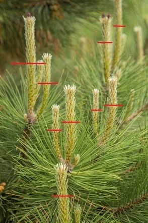 🌲 Весенняя обрезка сосны: когда и как правильно работать со свечками