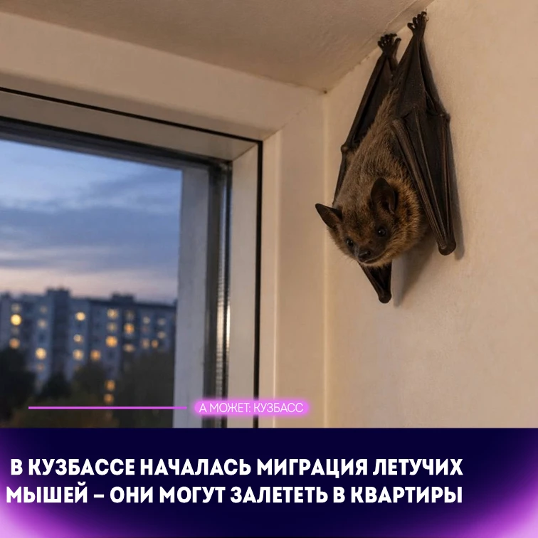 🦇 В Кузбассе началась миграция летучих мышей — они могут залететь в квартиры