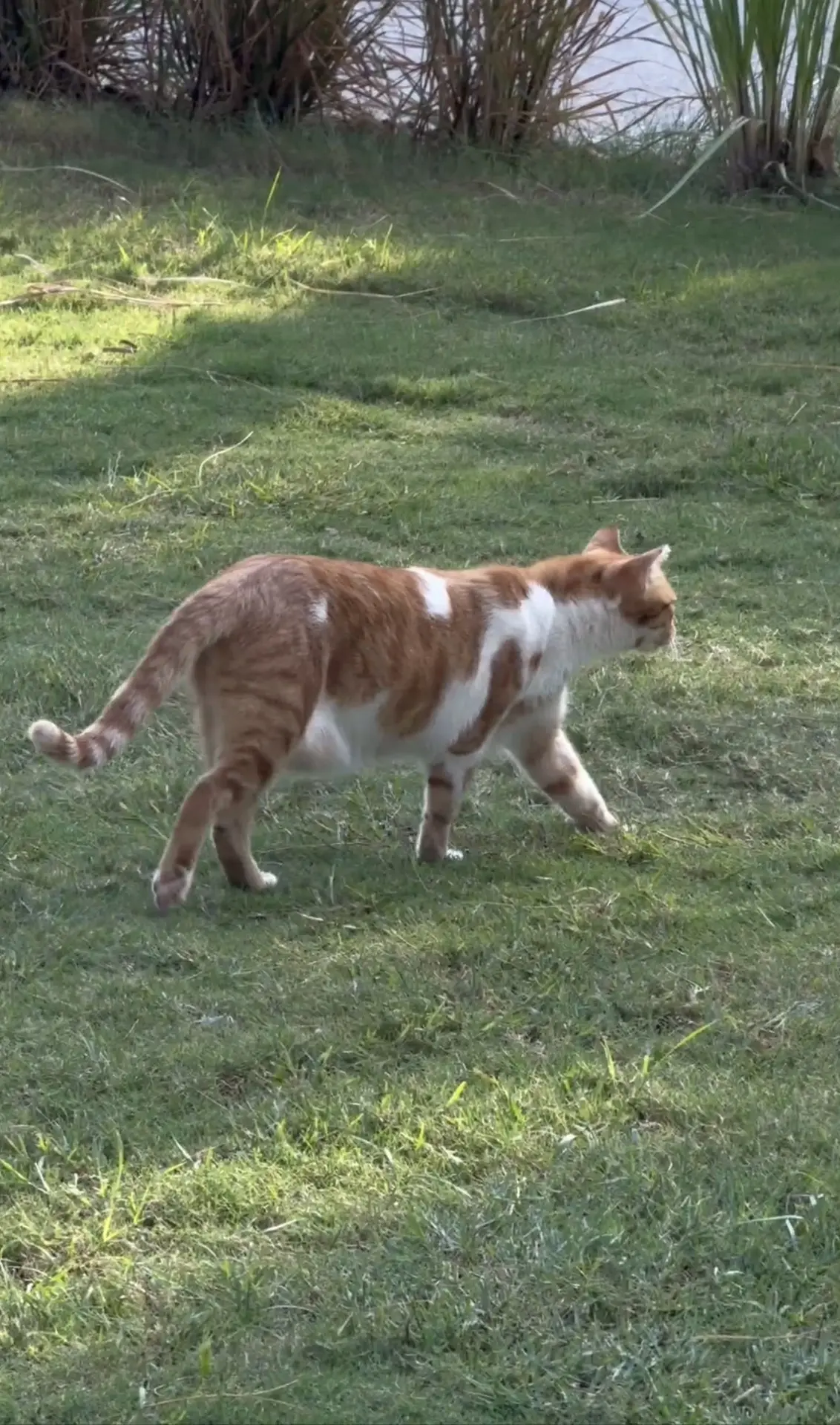 3 ОТЕЛЯ С PET‑FRIENDLY СЕРВИСОМ