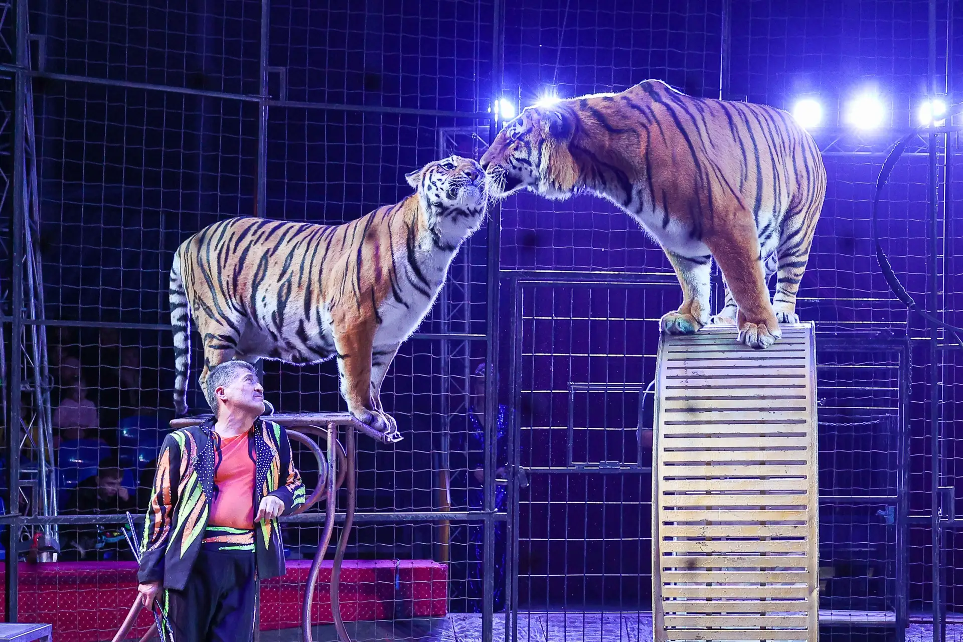 🐯 Поющие бенгальские тигры, колумбийские мотокаскадёры, акробаты в колесе смелости и м...