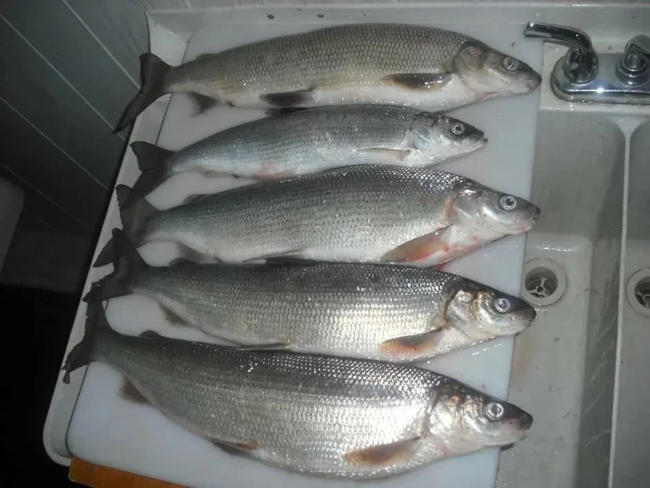 🐟Мышьяк в магнитогорской рыбе