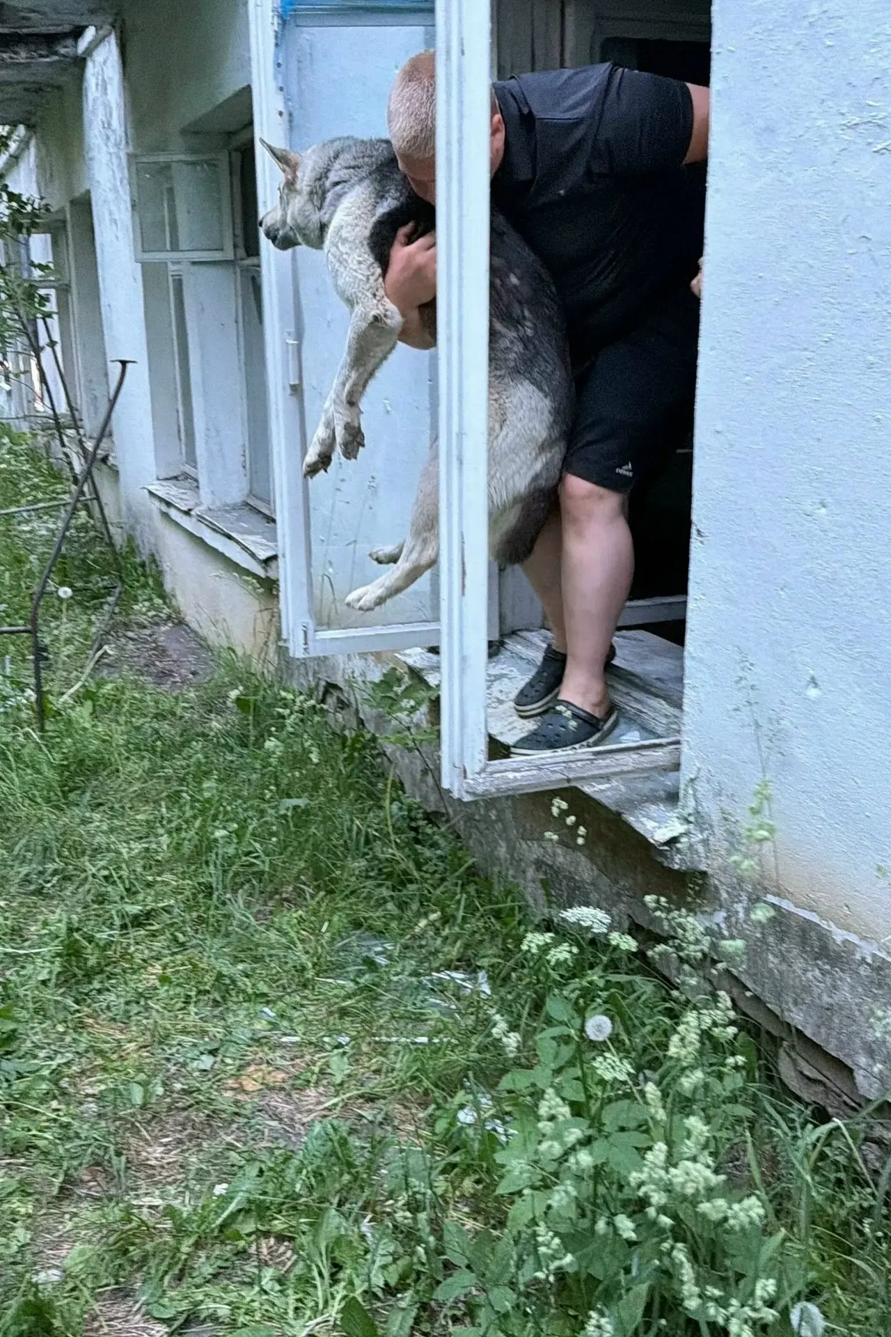 😭💔 «Она сидела рядом и звала на помощь»: в Ярославской области собаку, запертую заживо в заброшке,