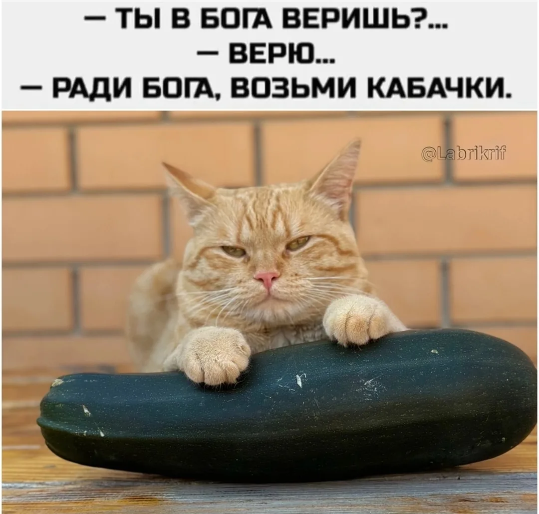 😸