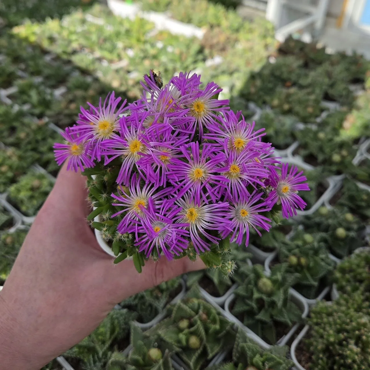 Сегодня успела сфотографировать букетное цветение Trichodiadema densum 😘