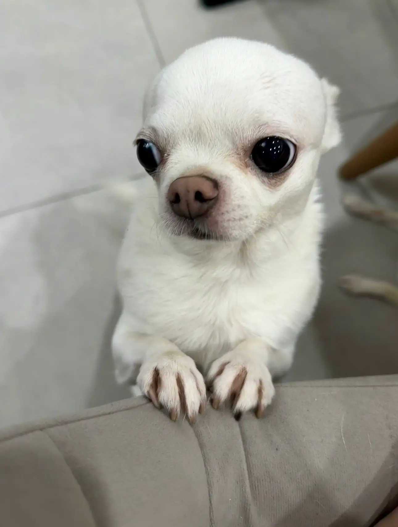 🐾😅🙈
