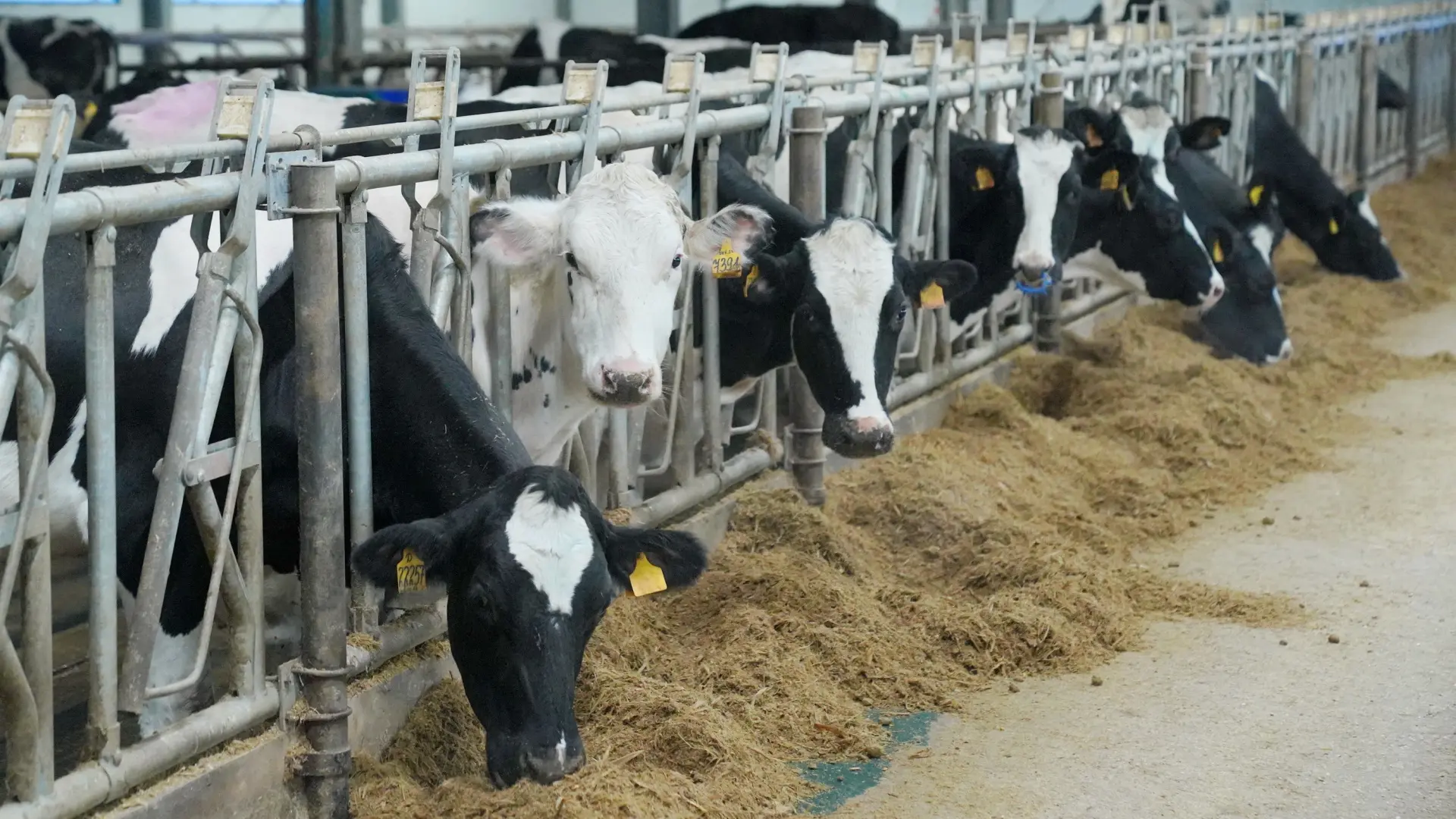 🐄 Производство молока в Ивановской области за 5 лет увеличилось на 13%
