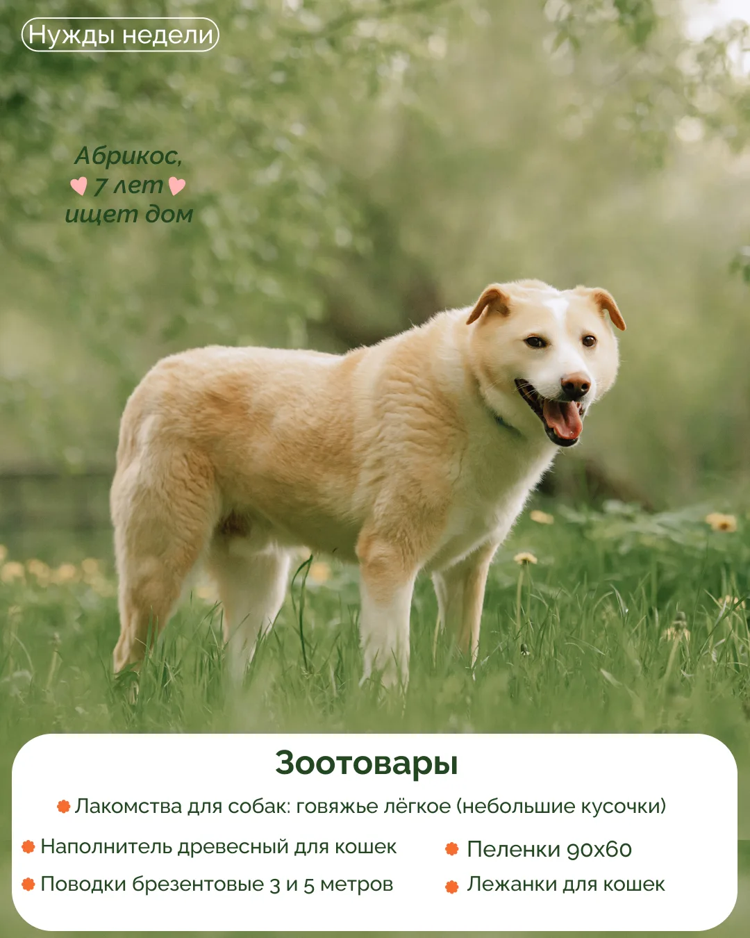 Нужды приютов 🐾