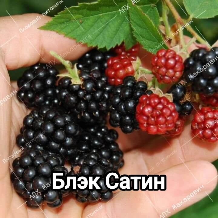 🌿 Ежевика