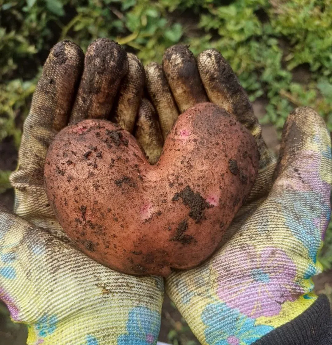 🥔 Когда копать картошку❓