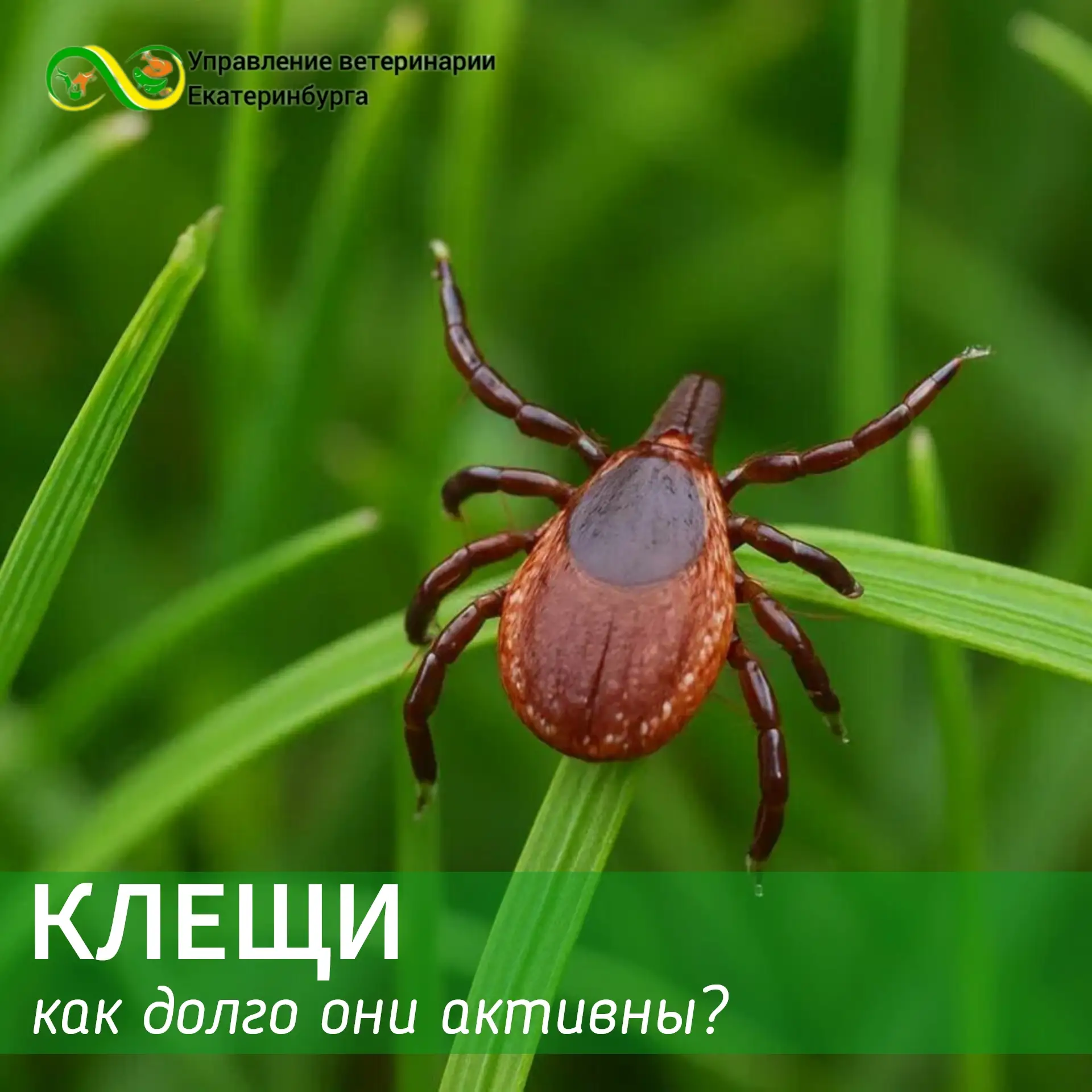 Многие ошибочно считают, что с приближением осени клещи уже не так активны, и, соответс...