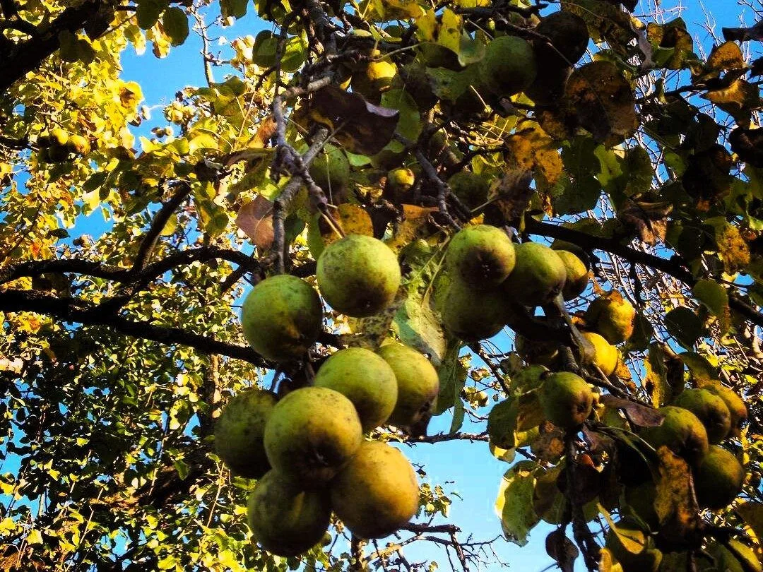 🍐 Знаете ли вы, что в лесах Адыгеи растут плодовые деревья-долгожители, которым уже по...
