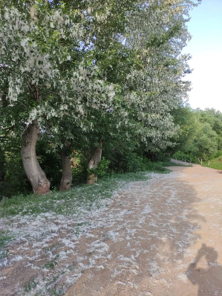 Острожно, тополиный пух! 🌬️🌼

С приходом лета на улицах появляется пушистый тополиный пух. Он крас