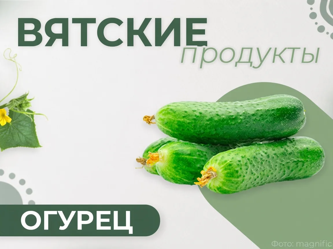 🥒 Вятские продукты: огурец — свежесть и польза с кировских грядок