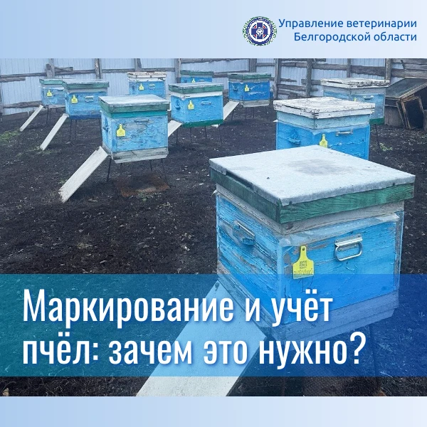 Учёт и маркировка пчёл являются важной частью современного пчеловодства. Эти меры помог...