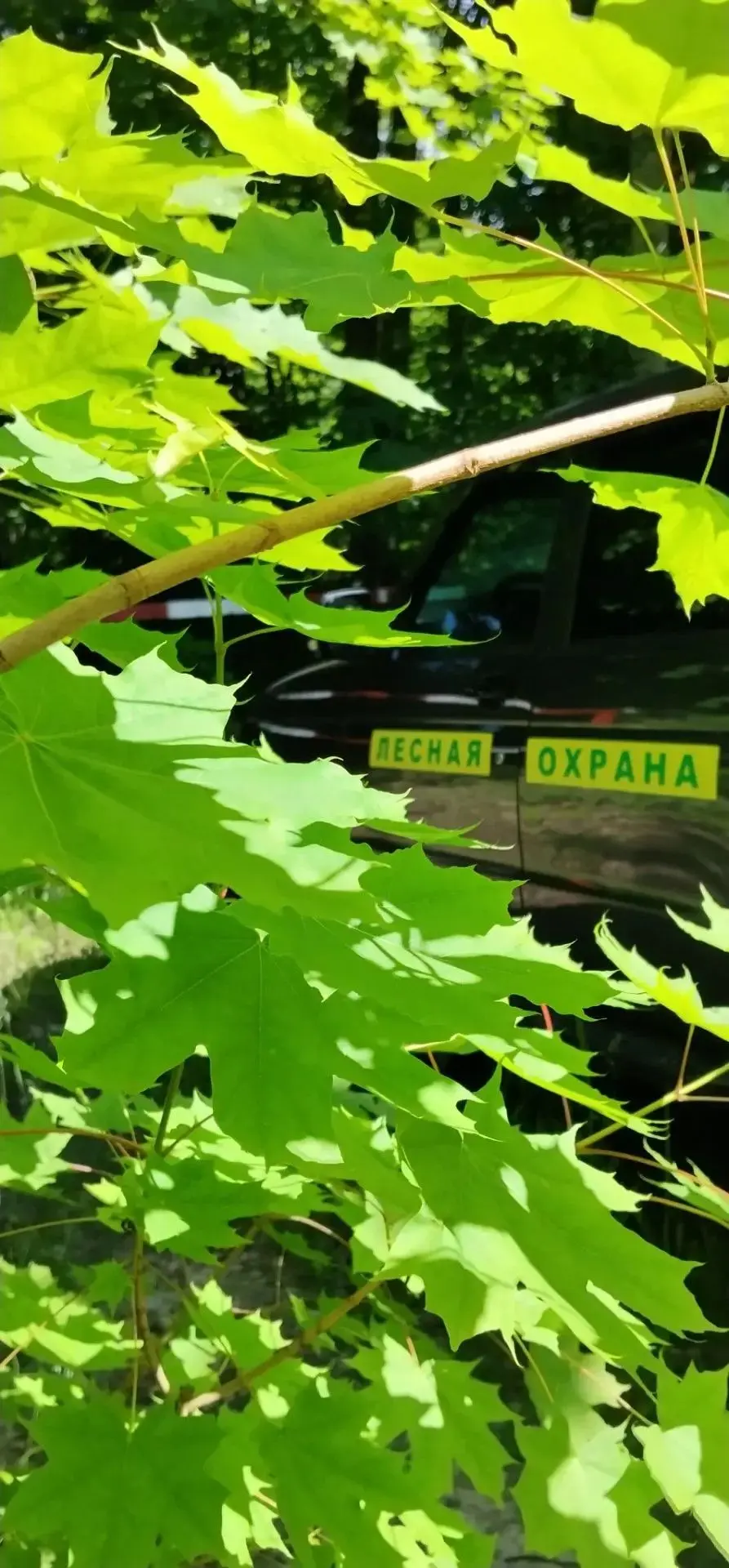 В Пурдошанском участковом лесничестве граждане осуществляют сбор валежника для личных нужд — эта дея