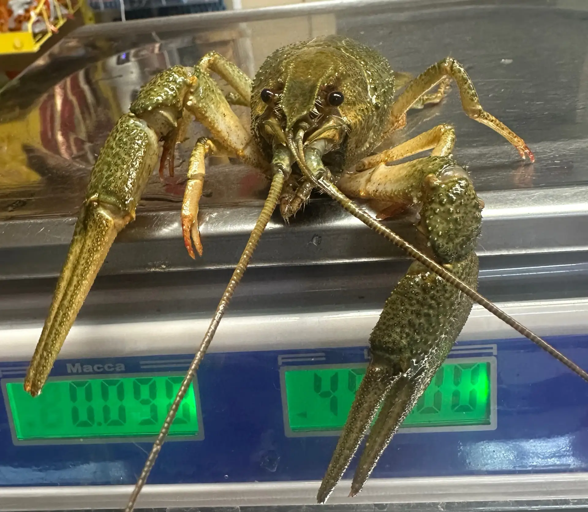 Свежие поступление РАКА🦞