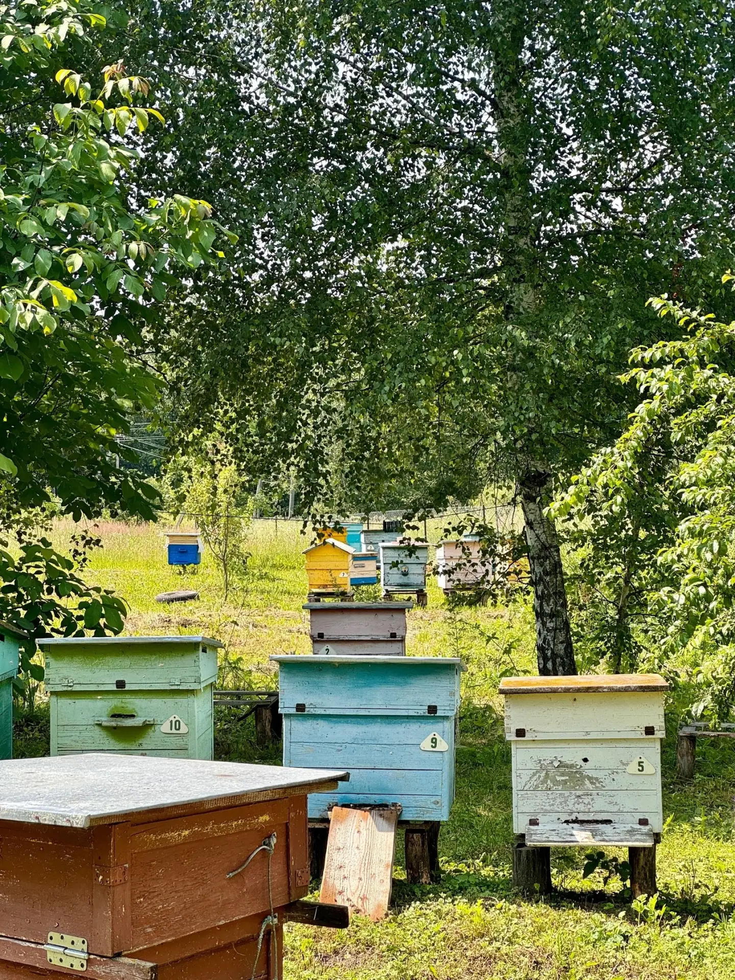 20 мая - Всемирный день пчел🐝.