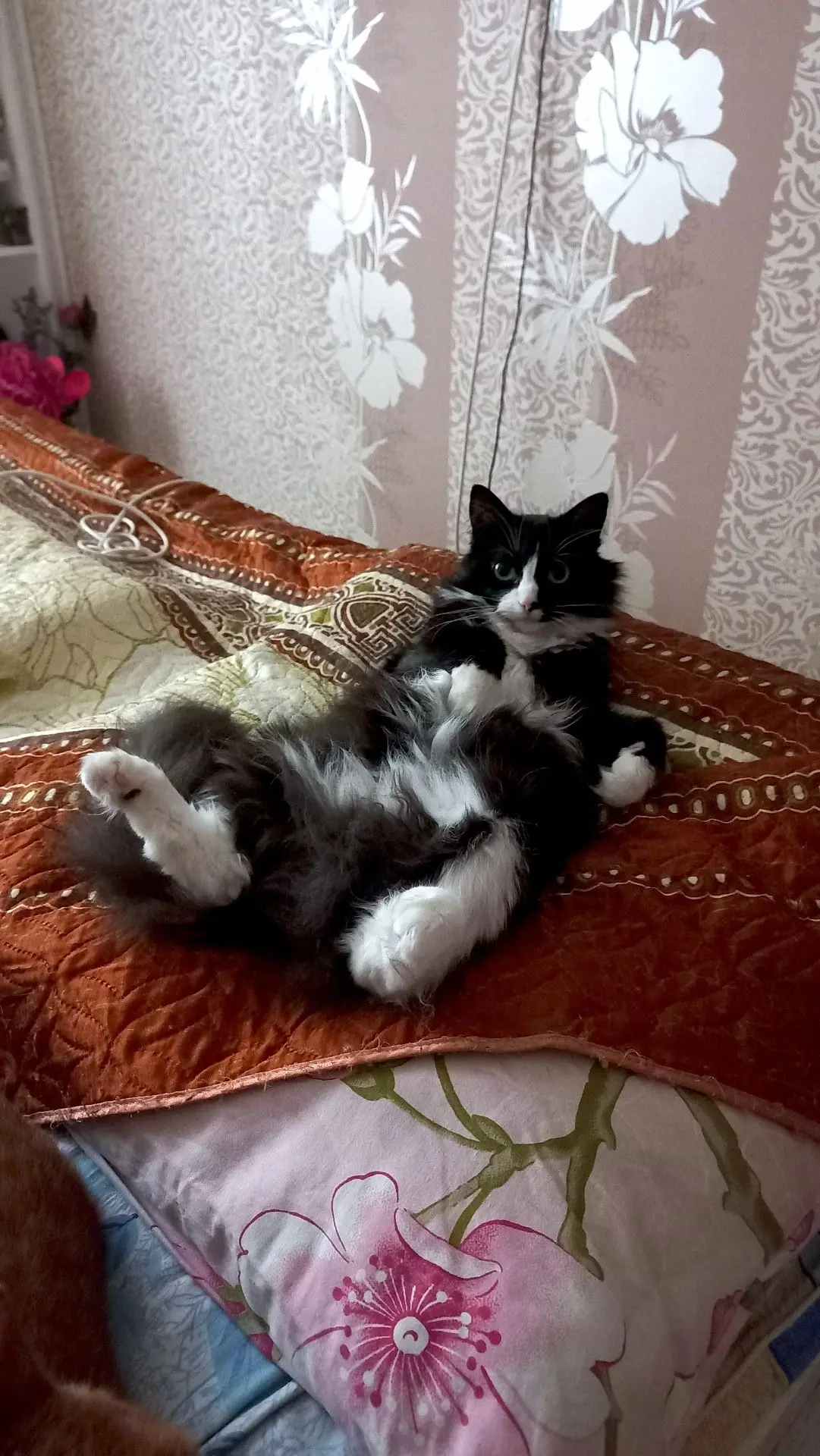 🐾Совет от кошки Ежевики: 🐾