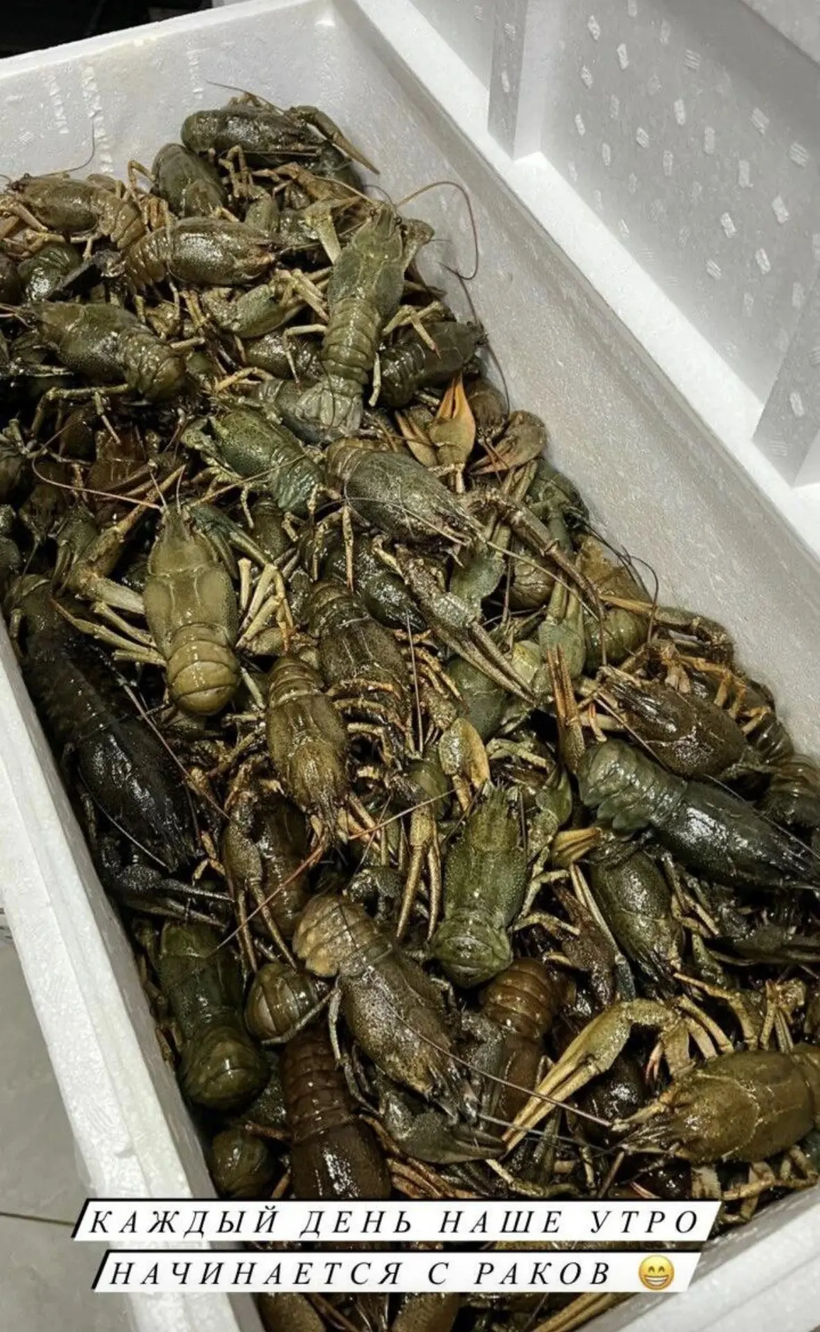 🦞ТОЛЬКО СЕГОДНЯ -15% на среднего и крупного 🔥 Кол-во ограничено, успевайте 🚀