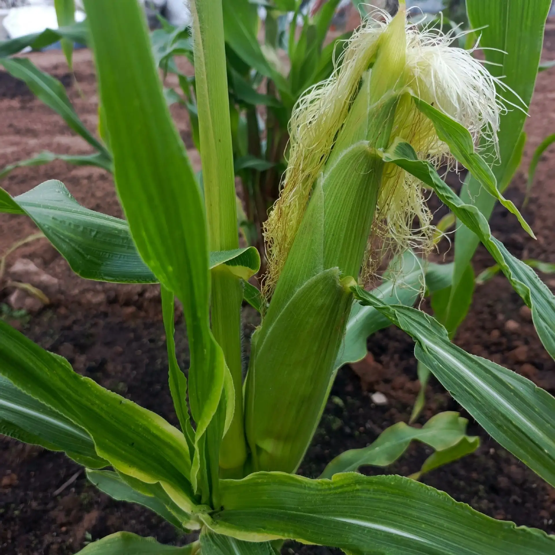 КУКУРУЗА🌽
