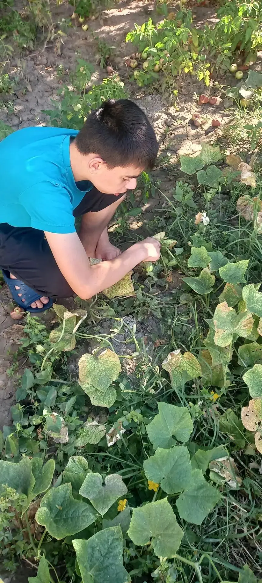 От грядки — к столу! 🥒🍅 Как наши ребята проводят лето