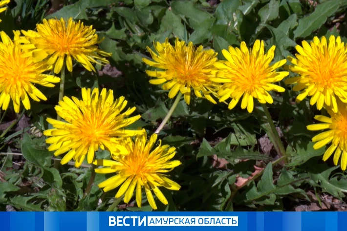 До +30 °С: прогноз погоды на 15 июня в Приамурье

По области завтра прогнозируется небольшая облачно